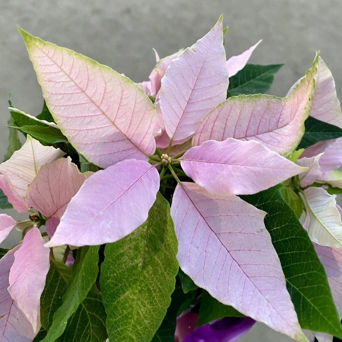 Пуансеттия нежно-розовая - Цветок Рождественская звезда