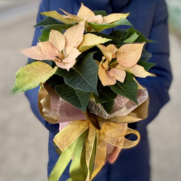 Пуансеттия кремовая - Цветок Рождественская звезда