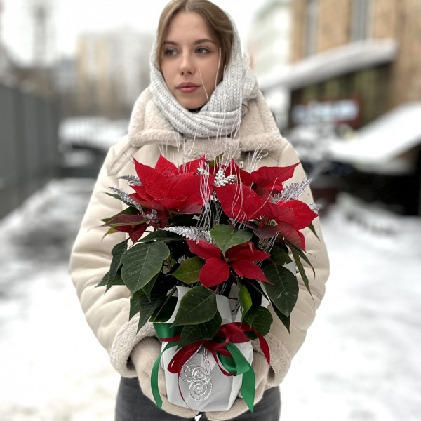 Красная пуансеттия с серебряным декором