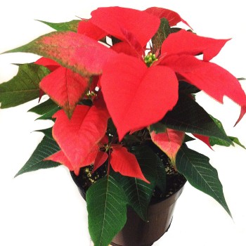 Цветочные аранжировки к Рождеству