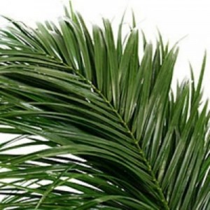 Зелень Робелини