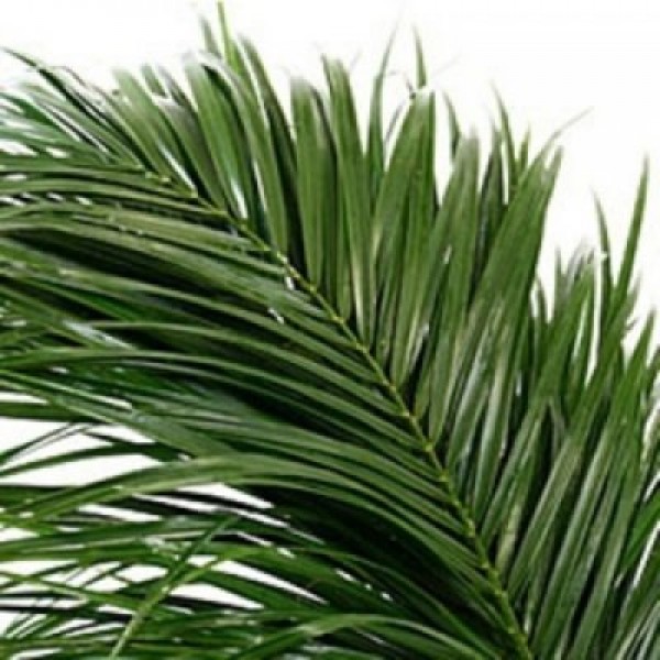 Зелень Робелини