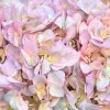 Радужная гортензия в коробке