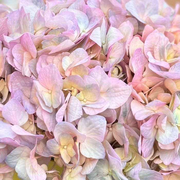 Радужная гортензия в коробке