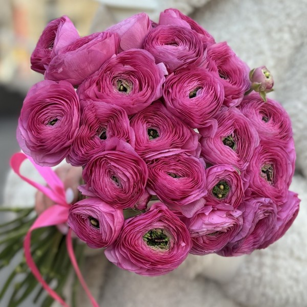 Ранункулюс малиновый