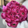 Ранункулюс малиновый