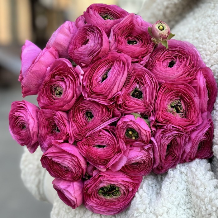 Ранункулюс малиновый