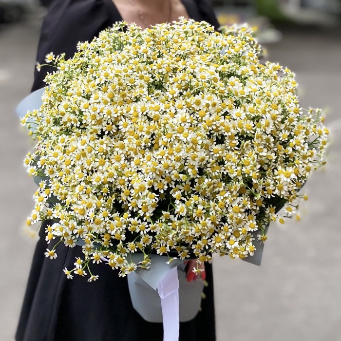 Букет из 51 ромашки