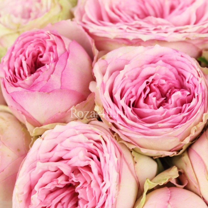 Пионовидные розы в коробке Аметрин (Ametrine)