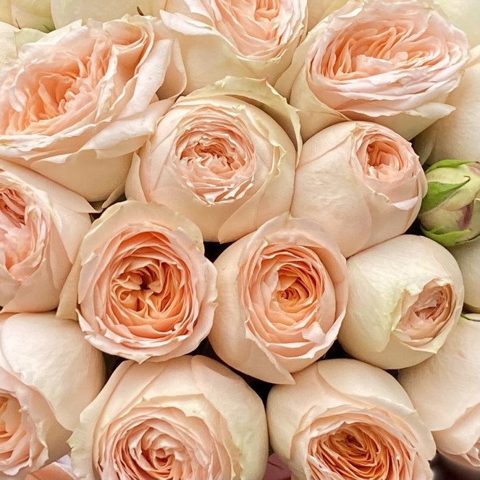 Пионовидные розы в коробке светлые