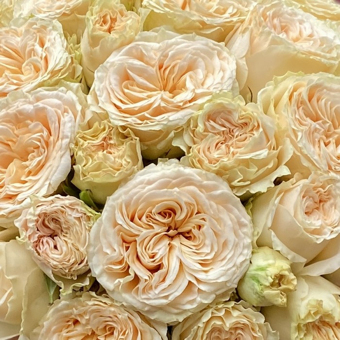 Пионовидные розы Саммер в коробке