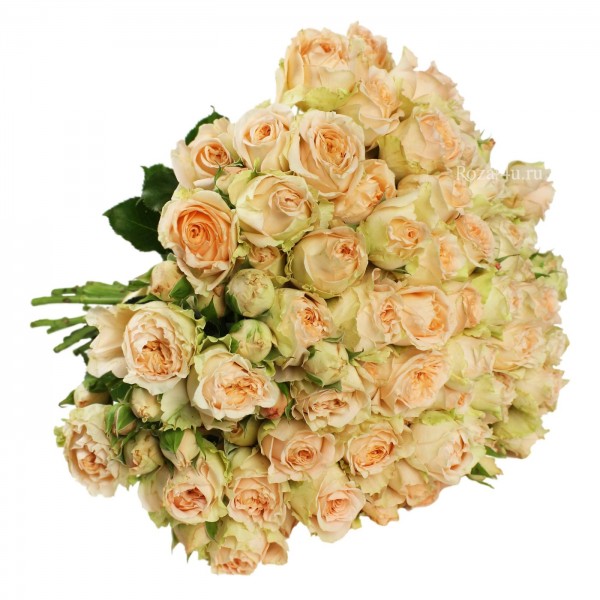 Кустовая пионовидная роза Фор Гуд (4 good)