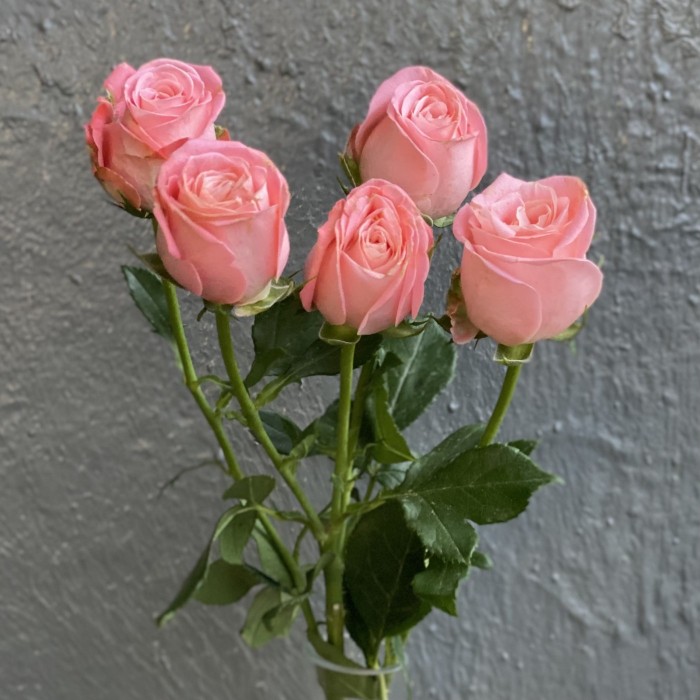 Кустовая пионовидная роза Эмейзин мэджик