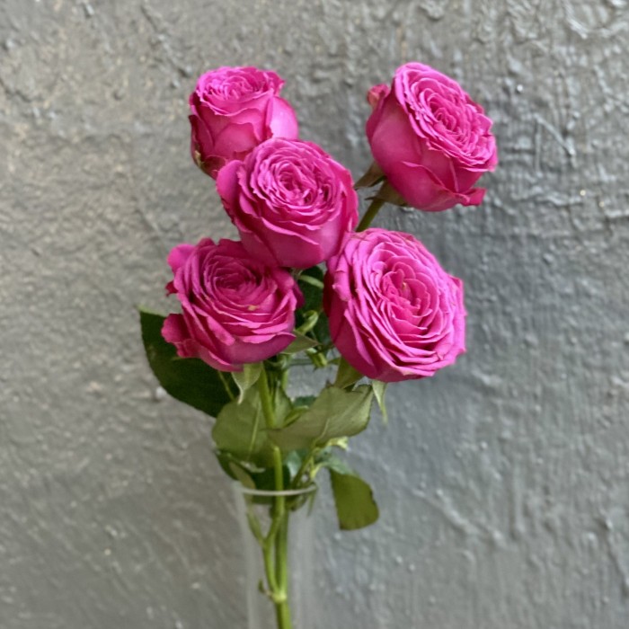 Кустовая пионовидная роза Классик Сейсейшн