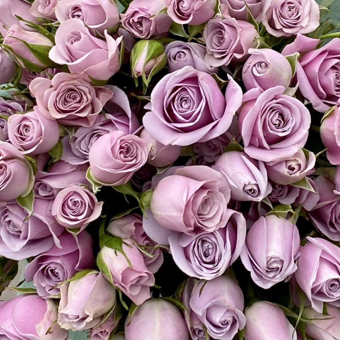 Кустовая роза Сильвер Шедоу 50 см