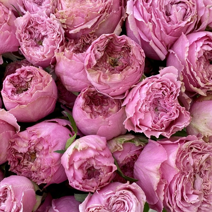 Кустовая роза Вайлд Моментс