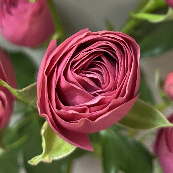 Кустовая роза Гранд Трендсеттер