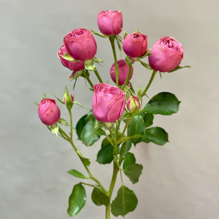 Кустовая роза Гранд Трендсеттер