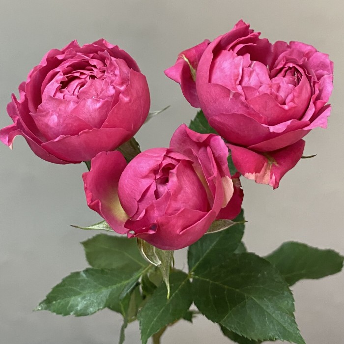 Кустовая роза Джульетта Сериз