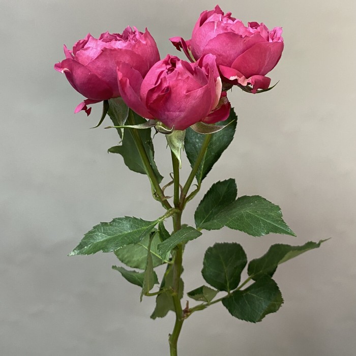 Кустовая роза Джульетта Сериз