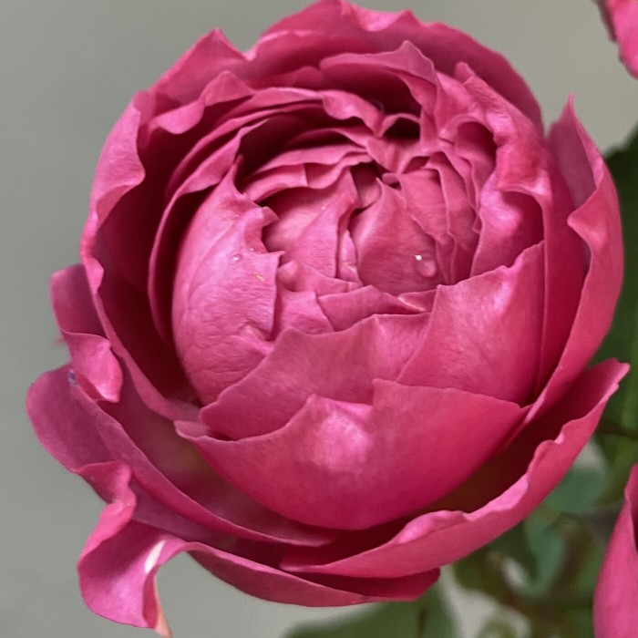 Кустовая роза Джульетта Сериз