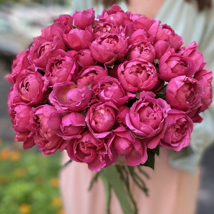 Кустовая роза Джульетта Сериз