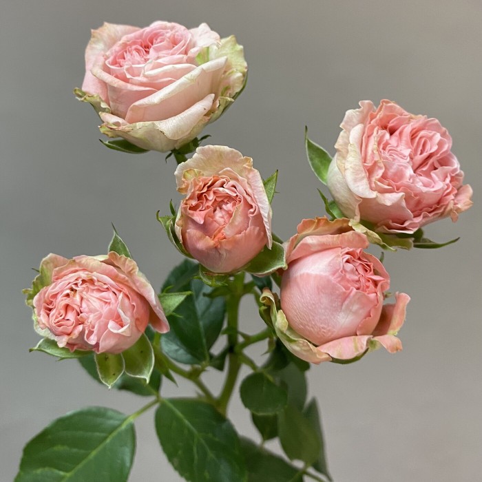 Кустовая роза Мадам Бомбастик