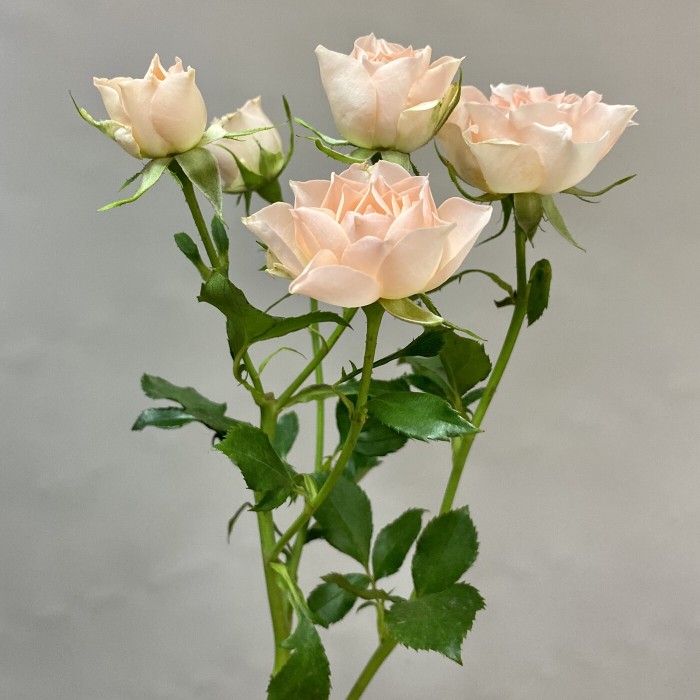 Кустовая роза Свит Сара