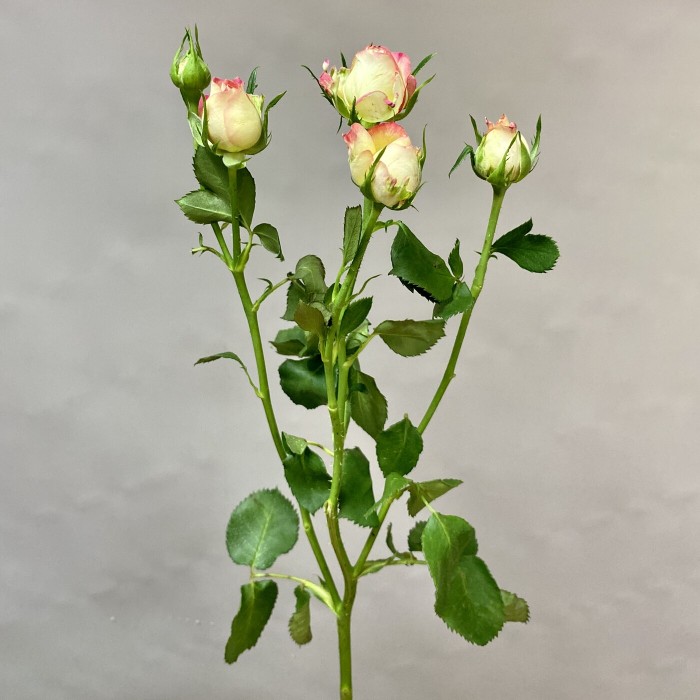 Кустовая роза Стрит Пати