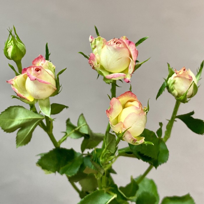 Кустовая роза Стрит Пати