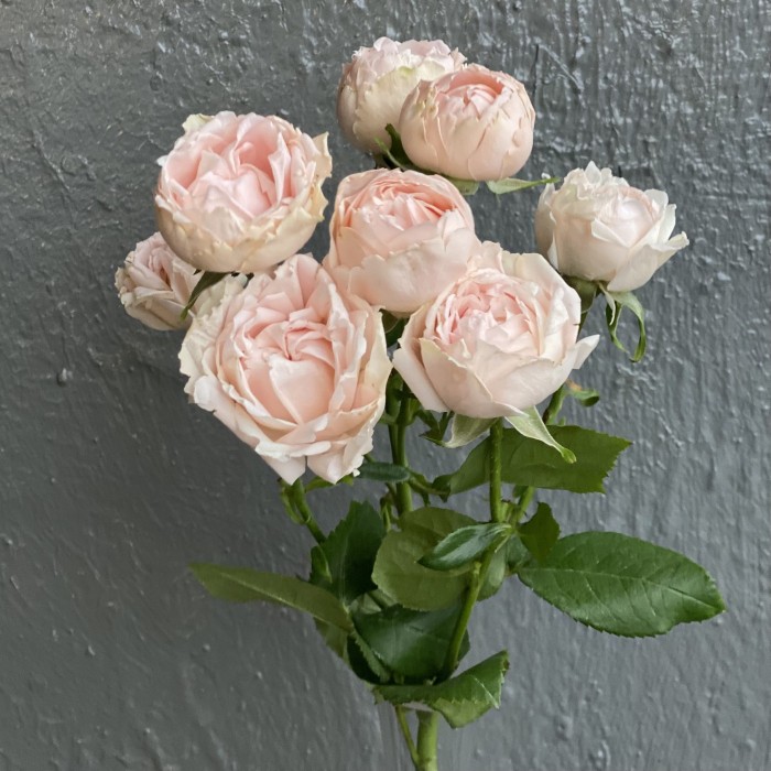 Кустовая пионовидная роза Леди рассвета