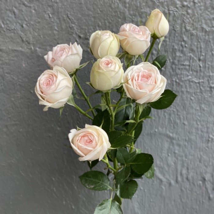 Кустовая пионовидная роза Свит джелато