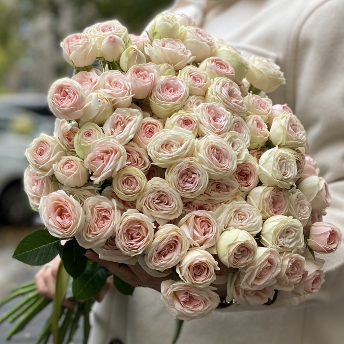 Кустовая пионовидная роза Свит джелато