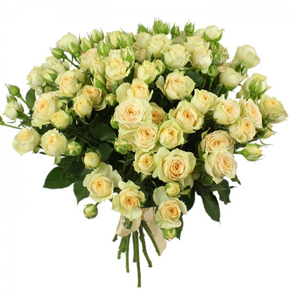 Кустовая роза Аксана оптом