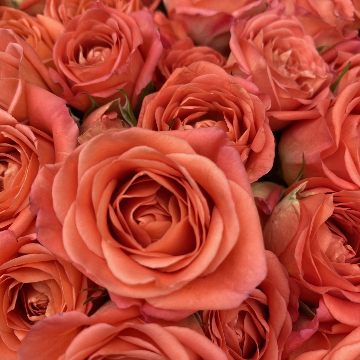 Кустовая роза Чарминг Бейби