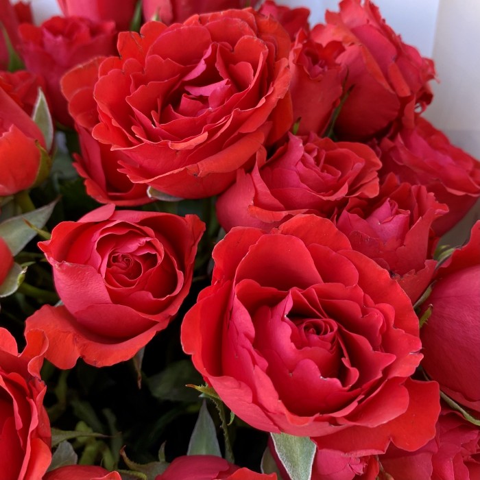 25 красных пионовидных роз