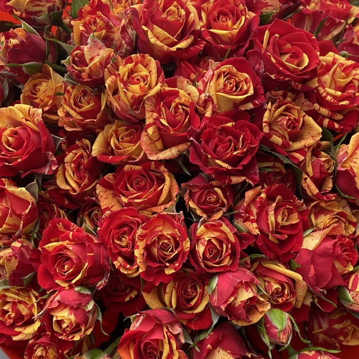 Букет из 25 ярких кустовых роз Fire Flash 50см