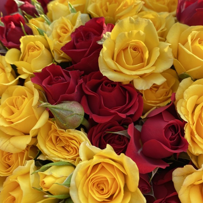 25 красных и желтых кустовых роз