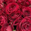 25 красных кустовых роз 40 см