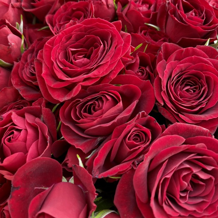 25 красных кустовых роз 50 см
