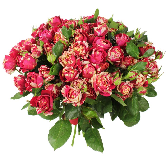 Кустовая пионовидная роза Парижанка