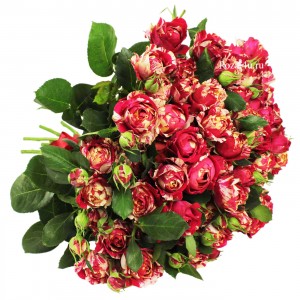 Кустовая пионовидная роза Парижанка