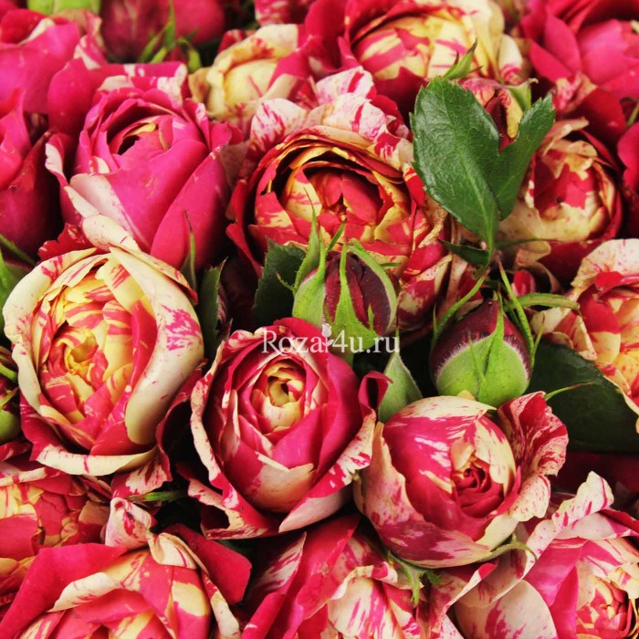 Кустовая пионовидная роза Парижанка