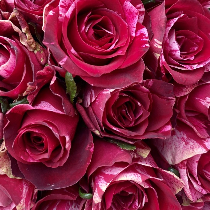 Роза Ред Сторм