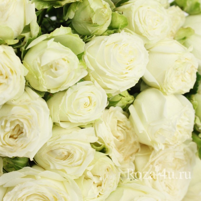 Кустовая пионовидная роза Мисс Бомбастик