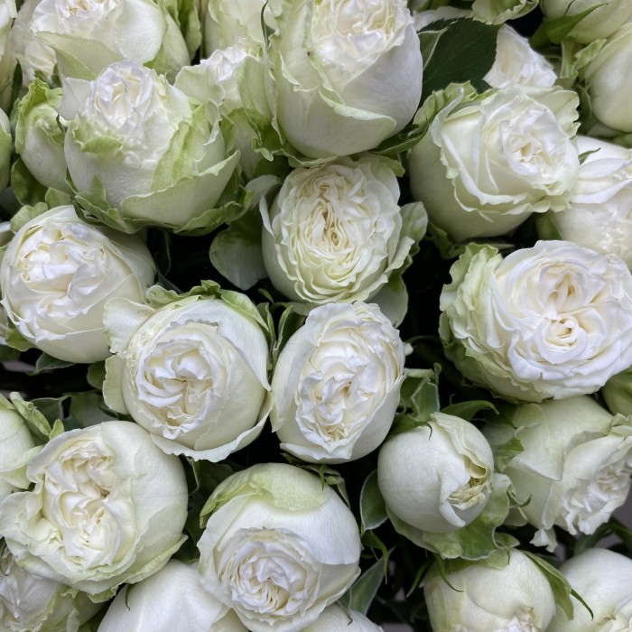 Кустовая пионовидная роза Мисс Бомбастик 40 см