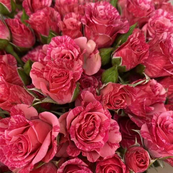 Букет из 25 кустовых роз Pink flash 50см