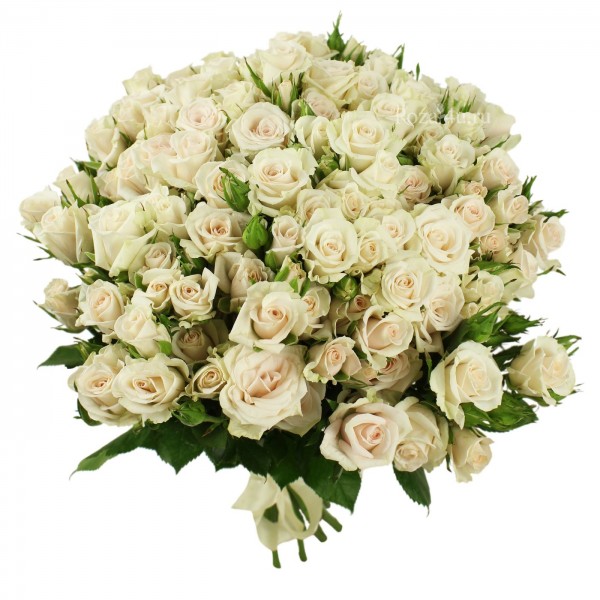 Кустовая роза Королевский фарфор (Royal porcelain)