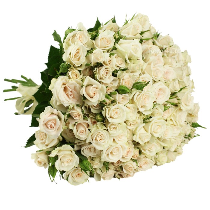 Кустовая роза Королевский фарфор (Royal porcelain)