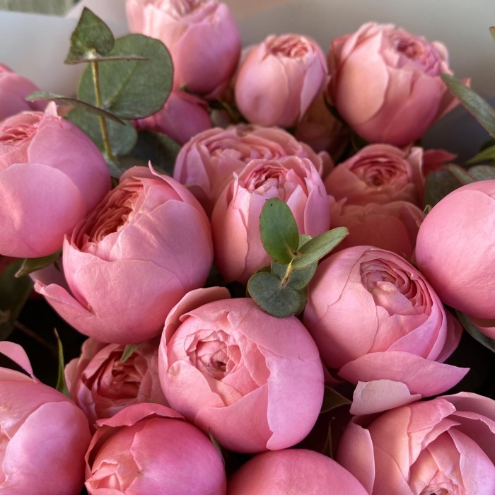 Пионовидная роза Сильва Пинк 50см с эвкалиптом